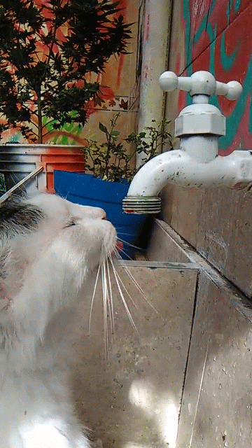 VID_20191204_091155-ANIMATION.gif