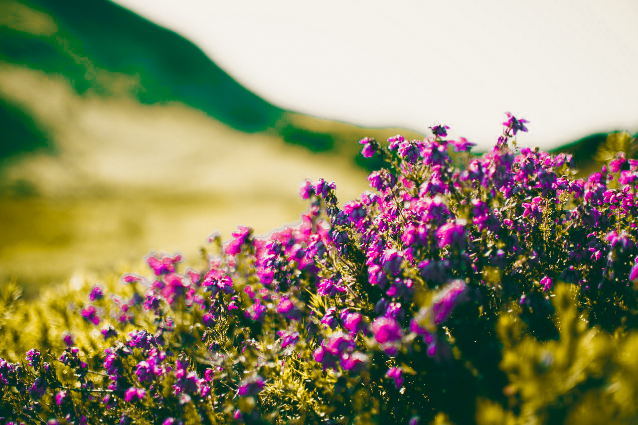 purpleflowers1412146 2.jpg