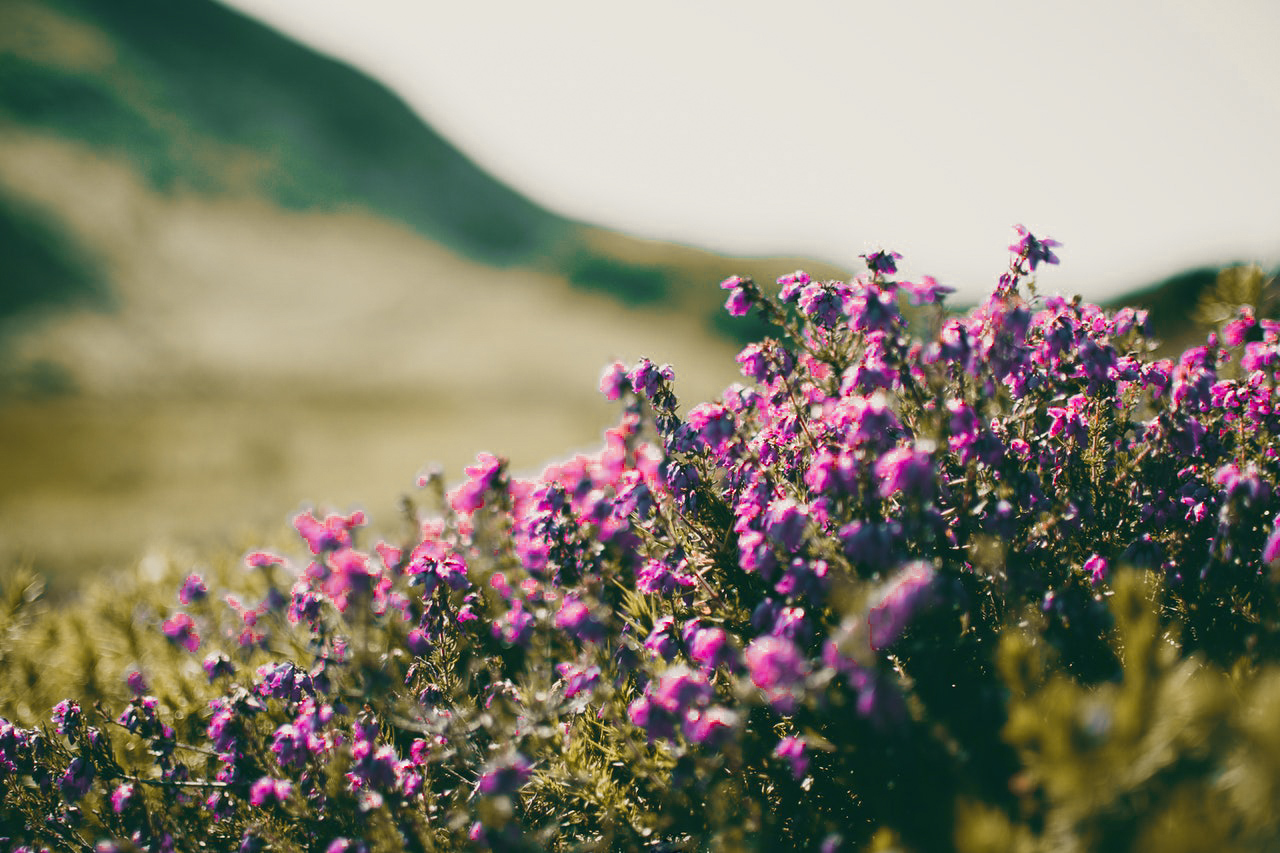 purpleflowers1412146 1.jpg