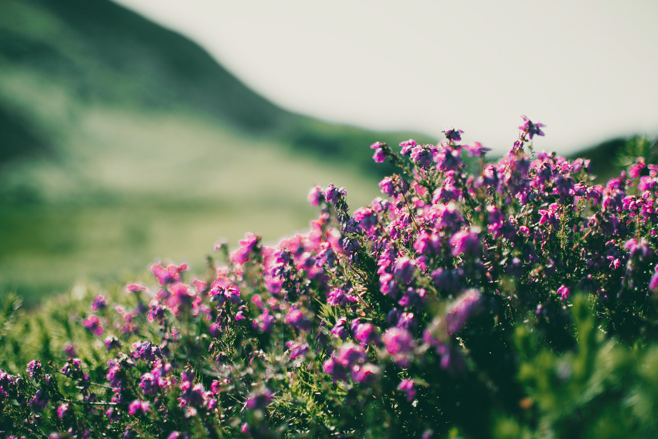 purpleflowers1412146.jpg