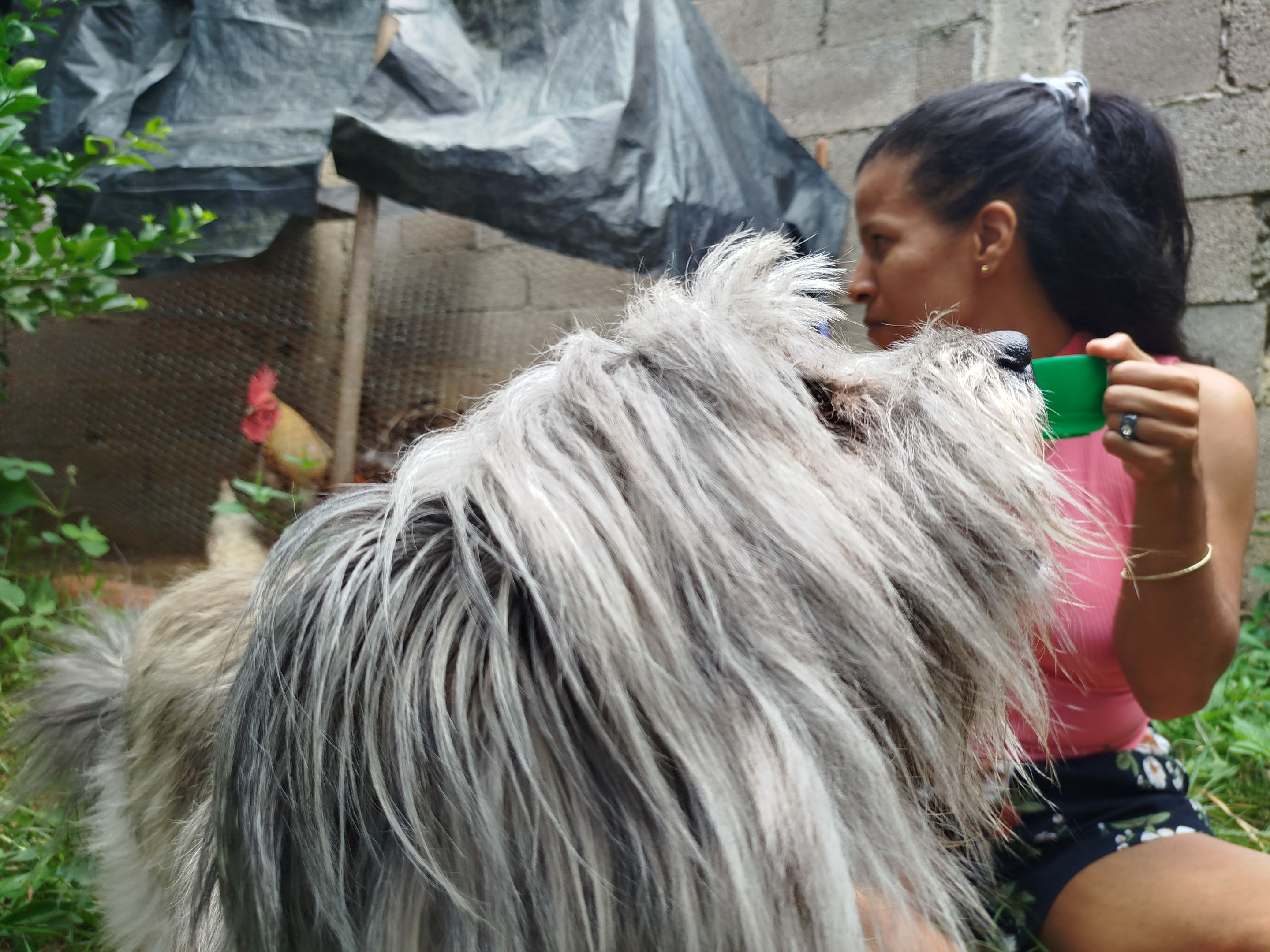 Nature and pets🌿🌿🐶☕🇻🇪  [ESP -ENG]