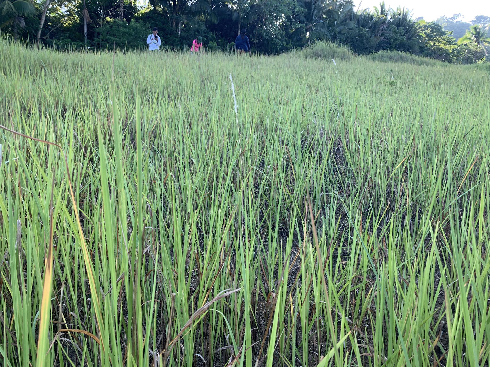 received_310745778172056.jpeg