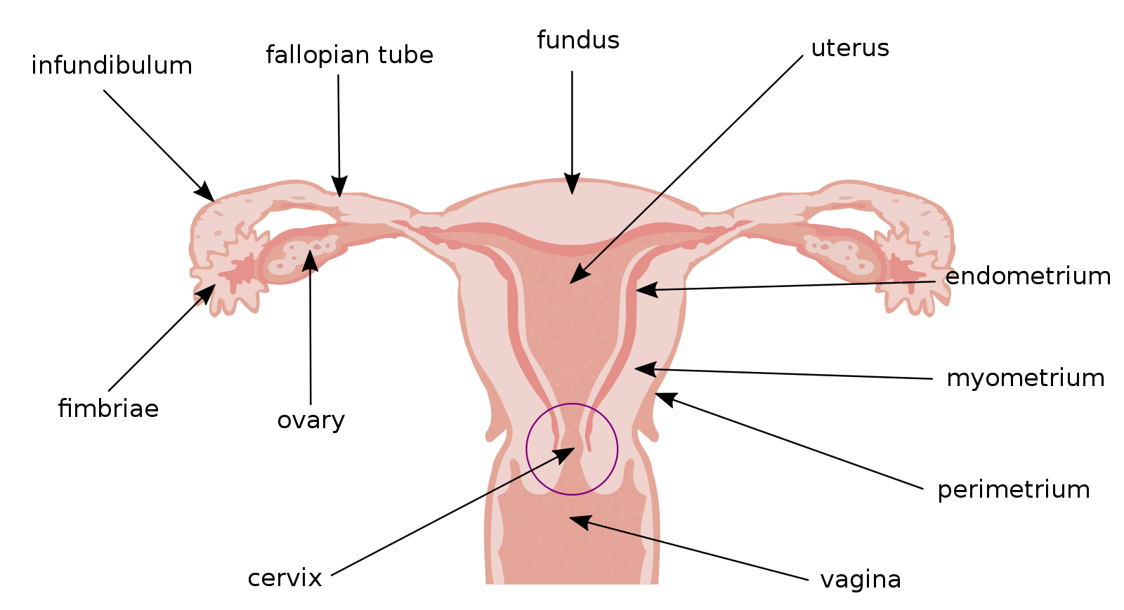 Illu_cervix.svg.png