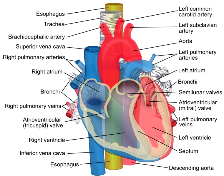 Relations_of_the_aorta,_trachea,_esophagus_and_other_heart_structures.png