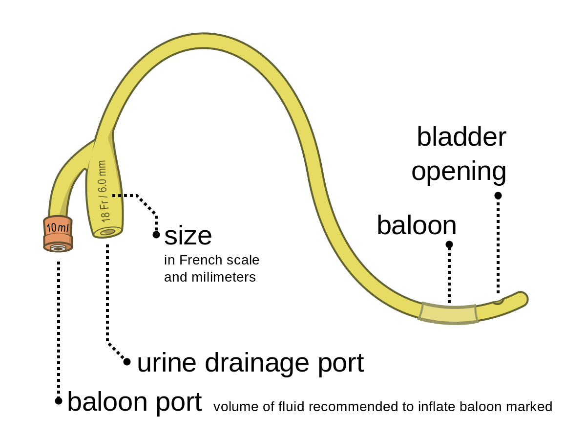 Foley_catheter_EN.svg.png