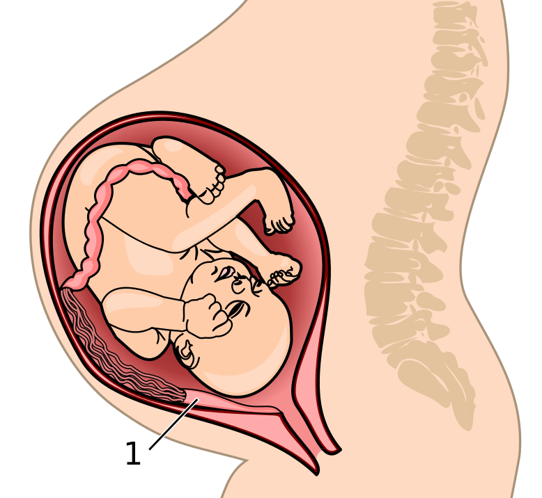 Placenta_system.svg.png