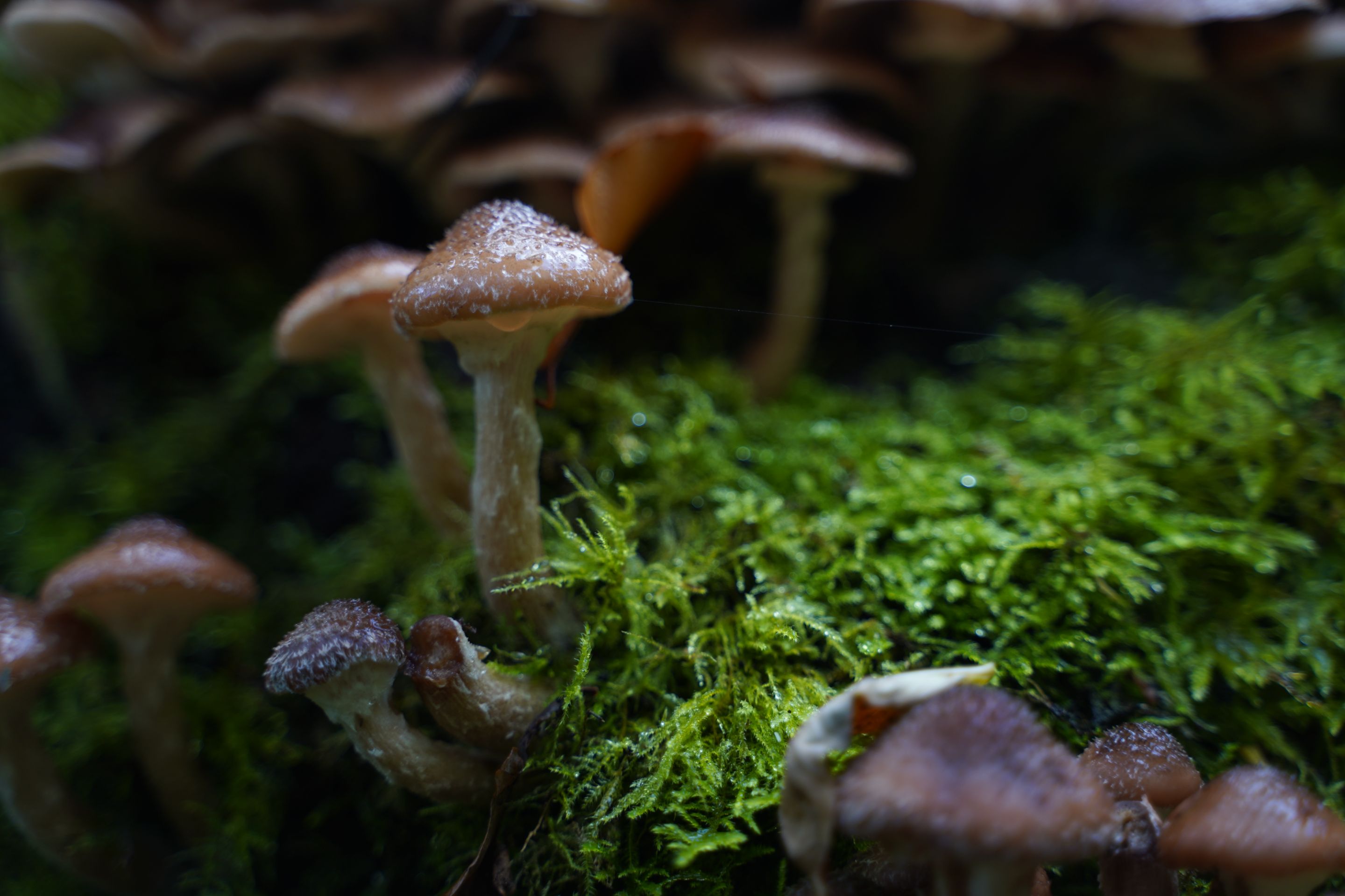 DSC07594.JPG