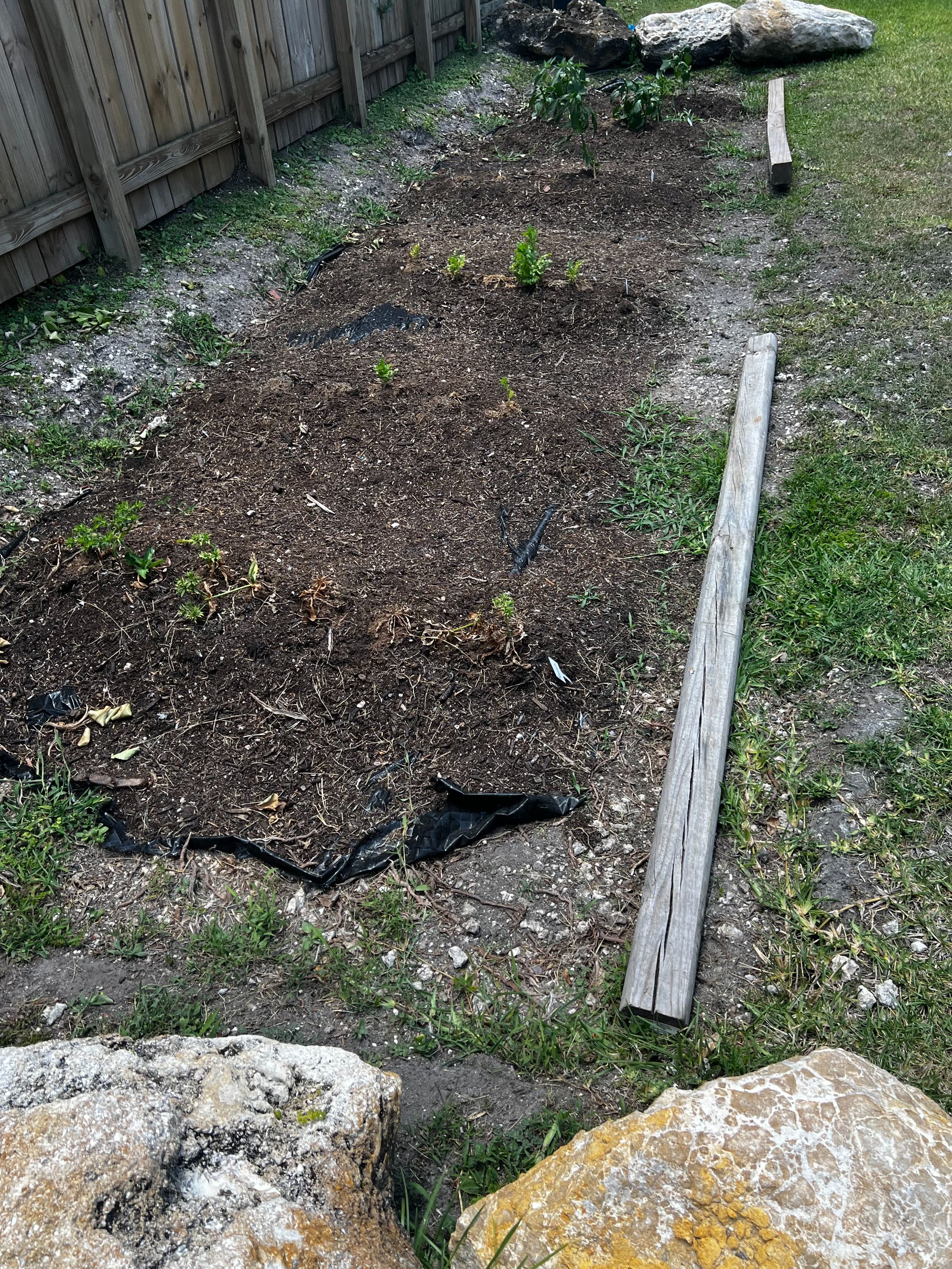 Garden Update May 24.jpeg