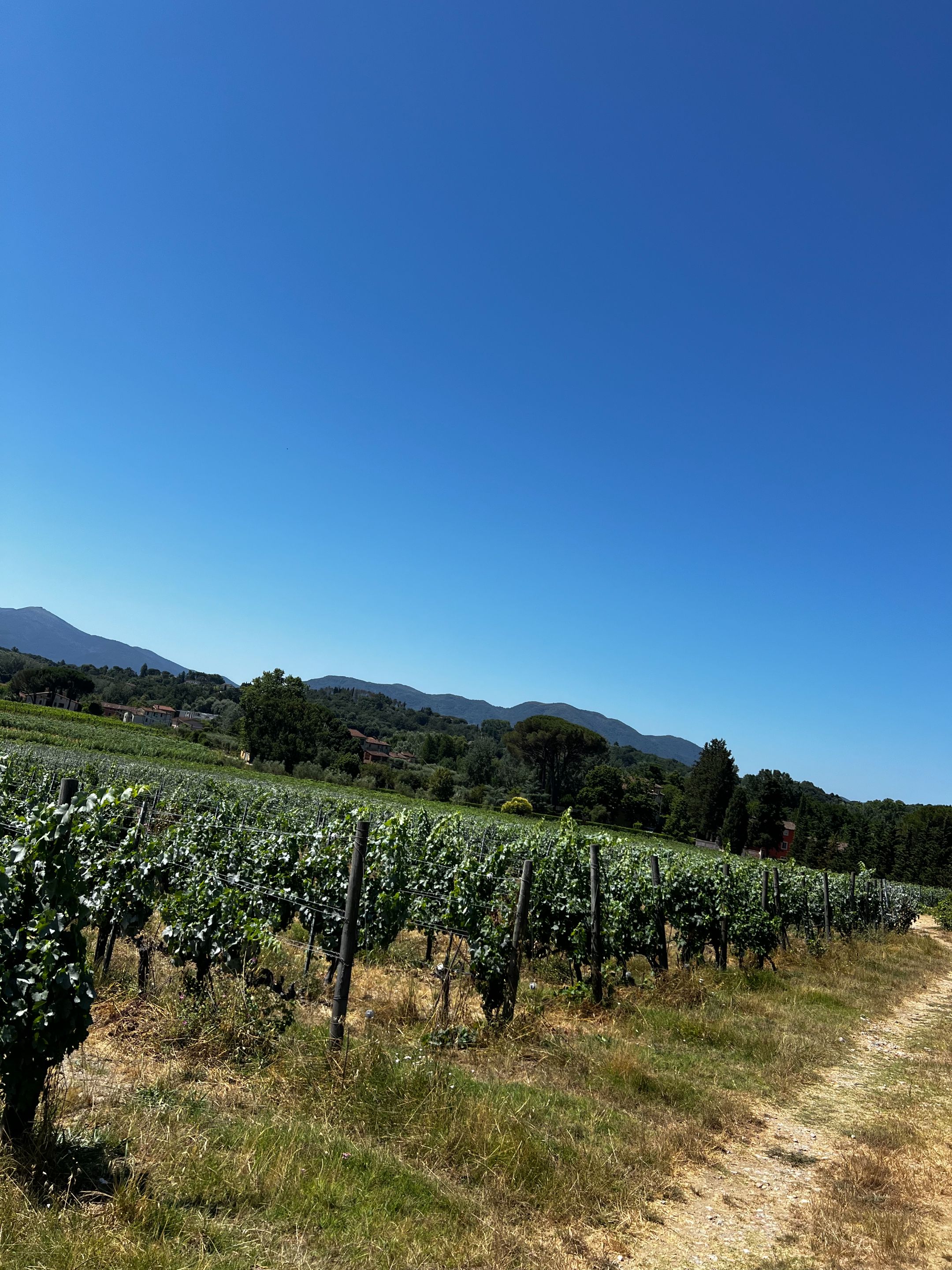 Wine Tour.jpeg