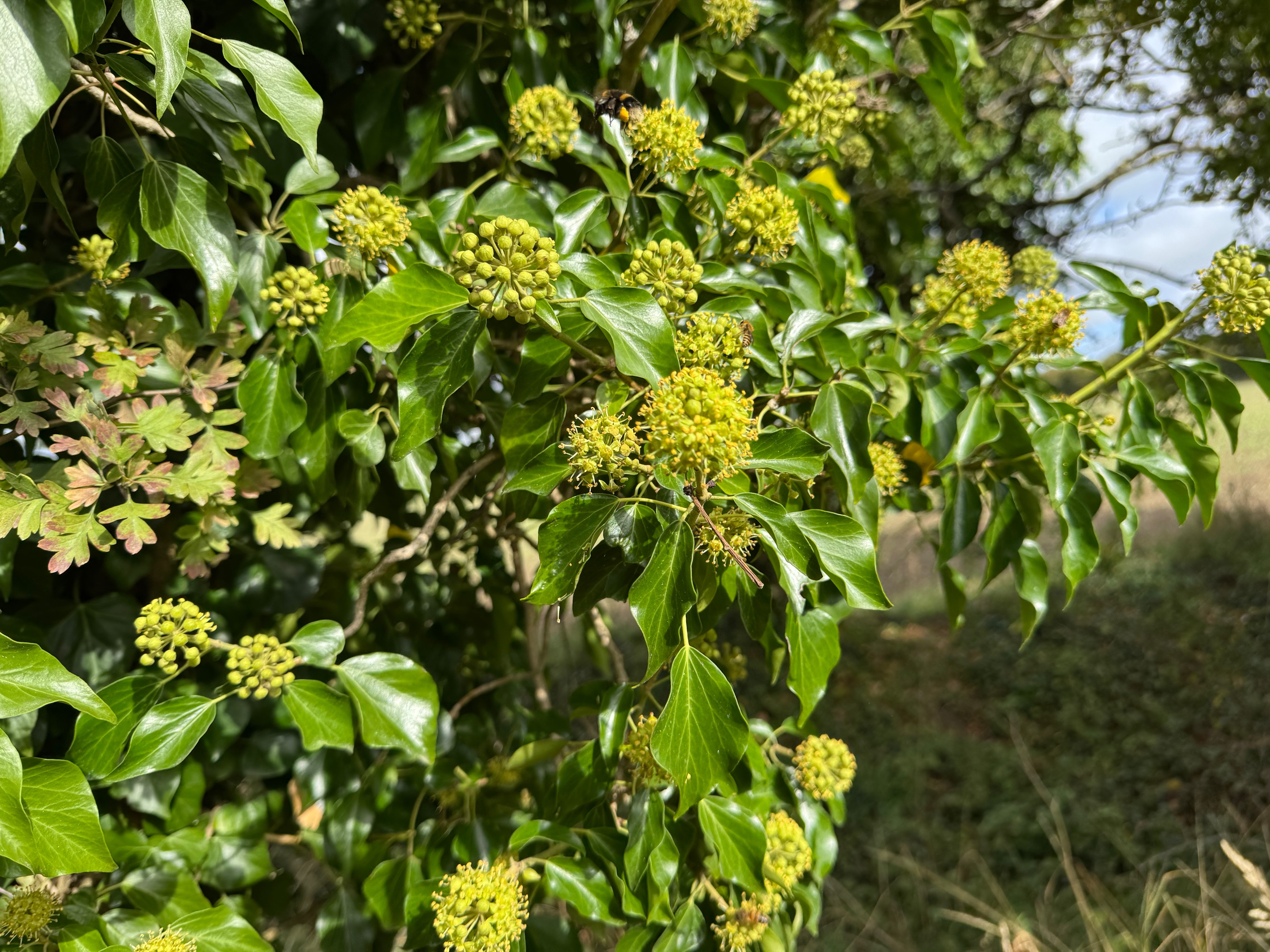IMG_6801.jpeg