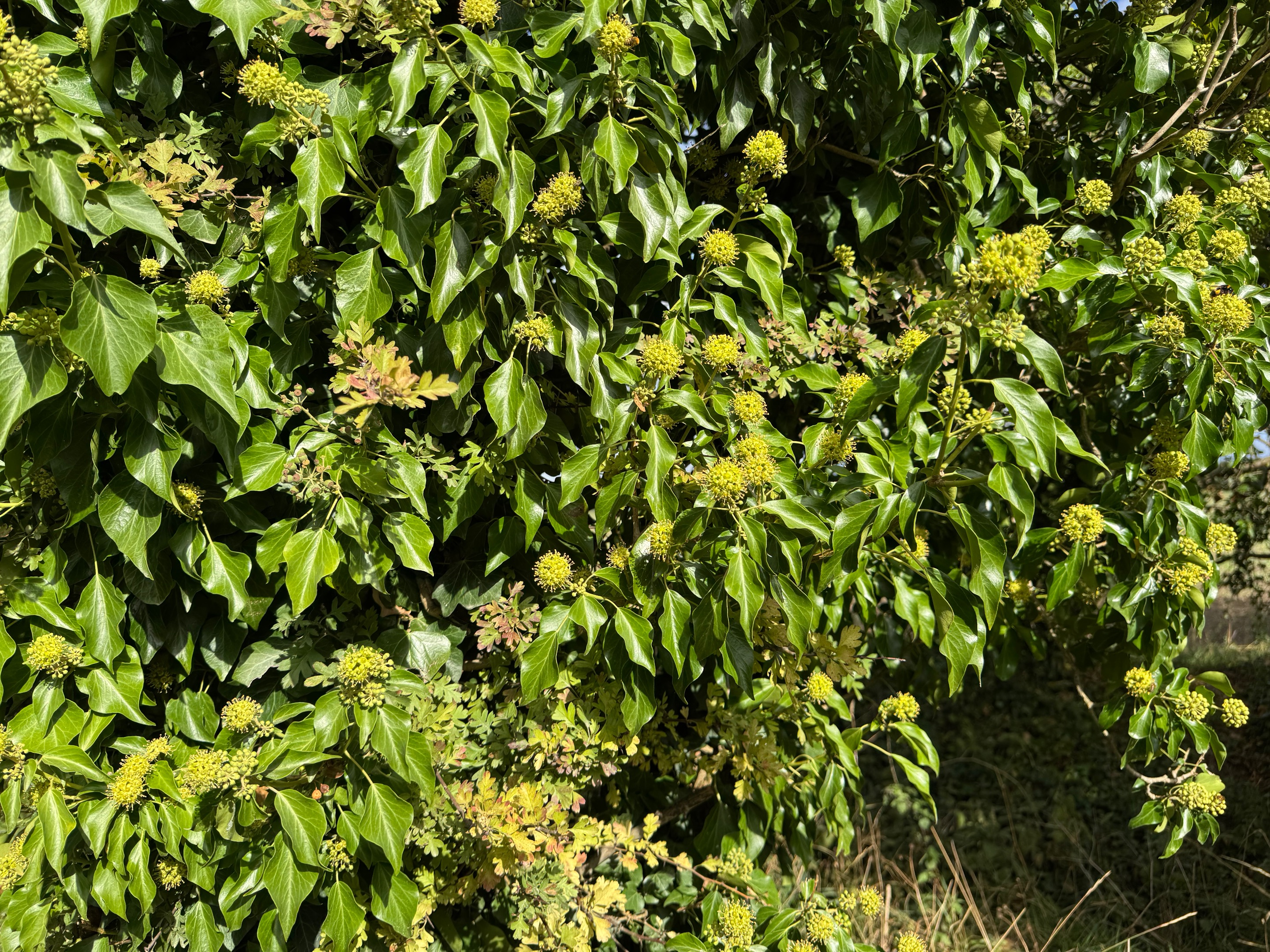 IMG_6800.jpeg