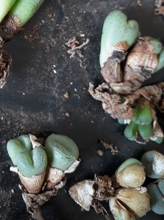 cuttings.jpg