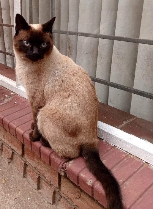 Peanut.jpg