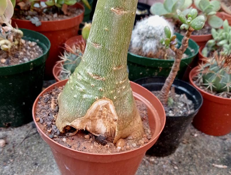 Adenium stem.jpg