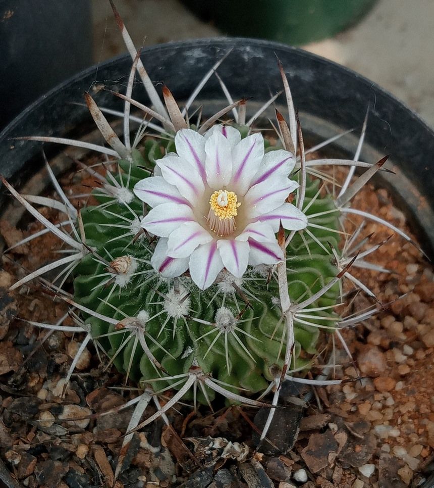 stenocactus crispatus.jpg