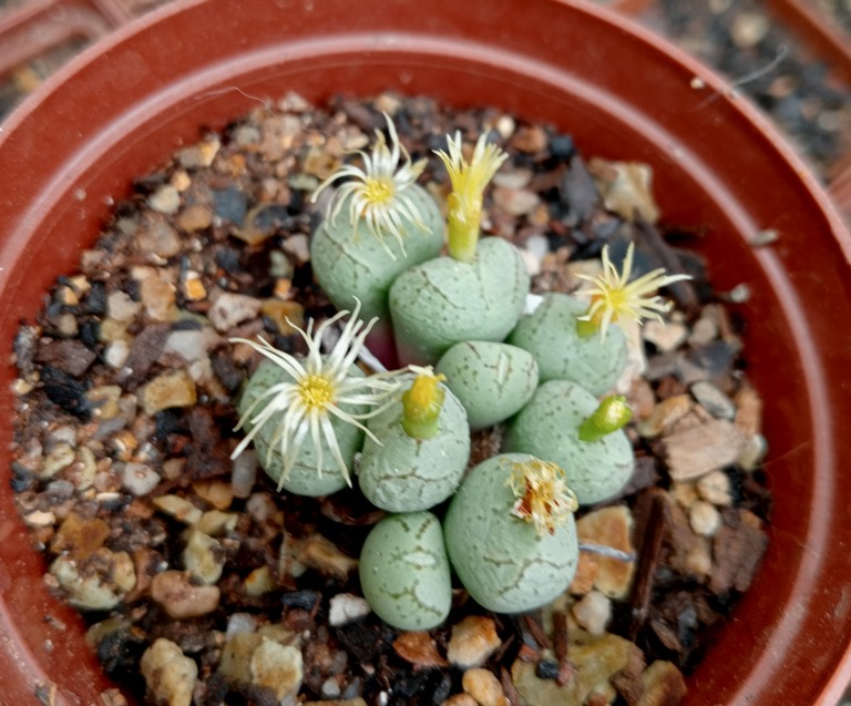 conophytum uviform.jpg