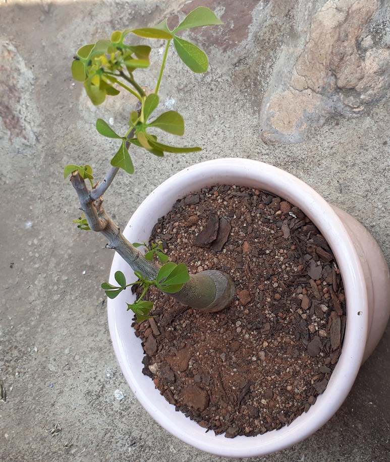 Adenia fruticosa.jpg