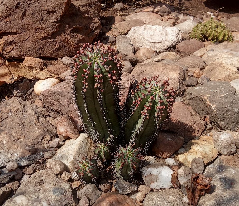Euphorbia horrida.jpg
