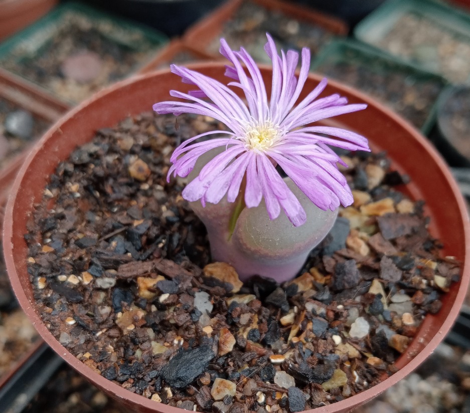 conophytum friedrichae.jpg