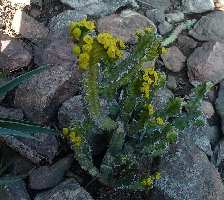 Euphorbia cactiformis.jpg