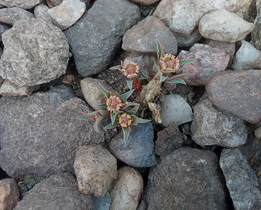 Euphorbia trichadenia.jpg