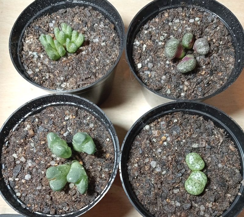 potted conos.jpg