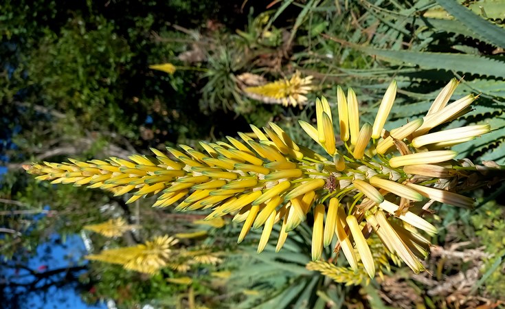 flower arborescens.jpg