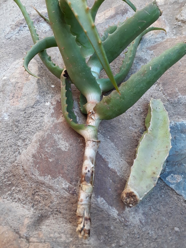 arborescens caralluma.jpg