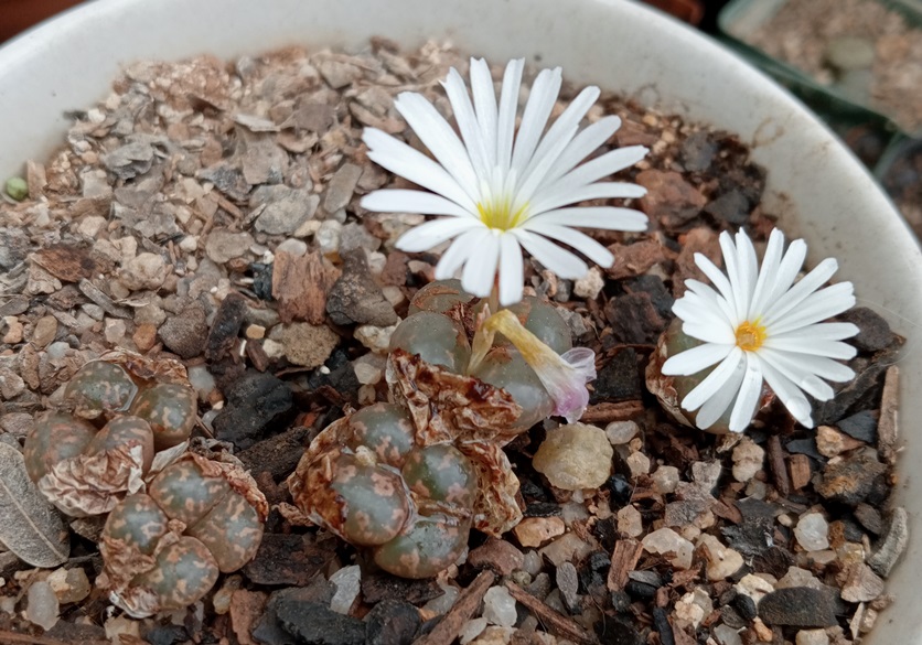 Conophytum pellucidum.jpg