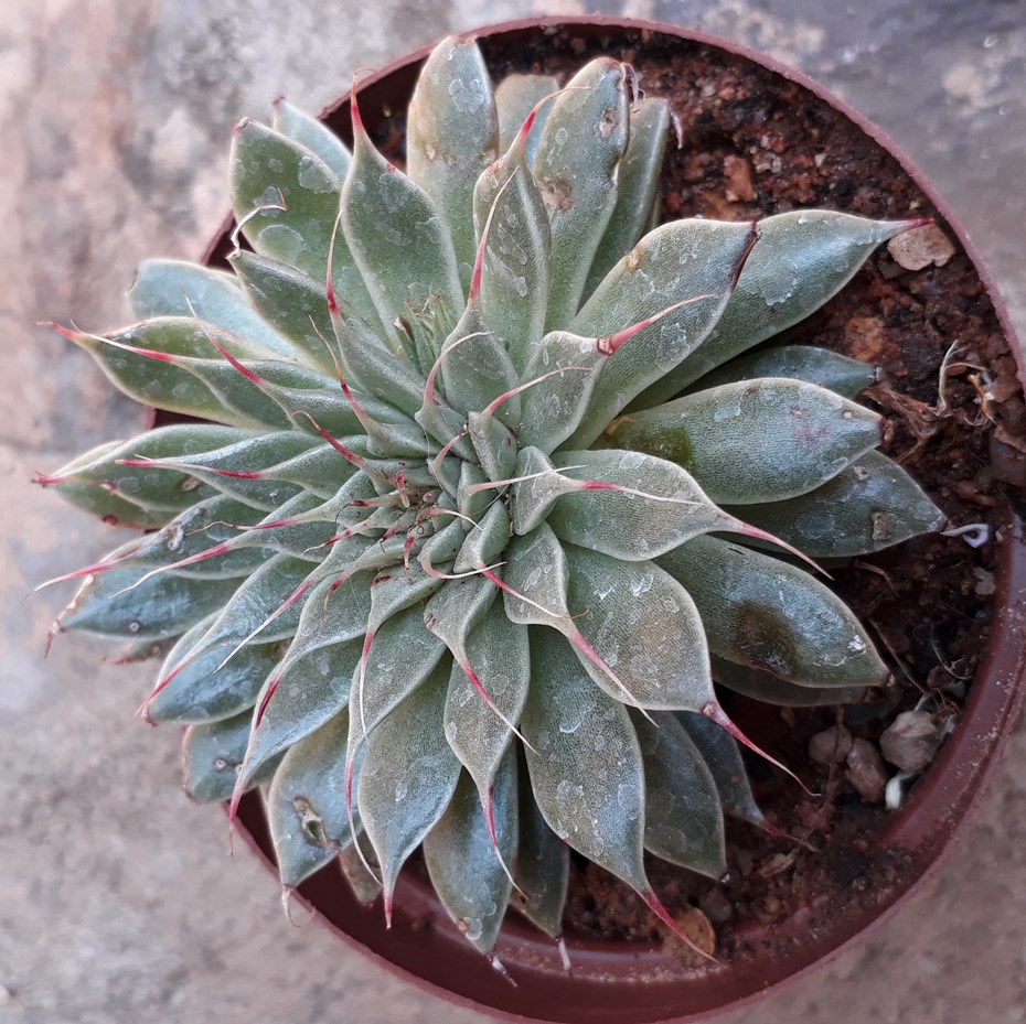 Graptopetalum filiferum.jpg