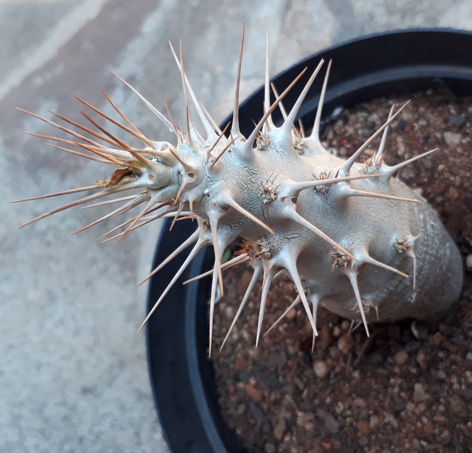 Pachypodium saundersii.jpg