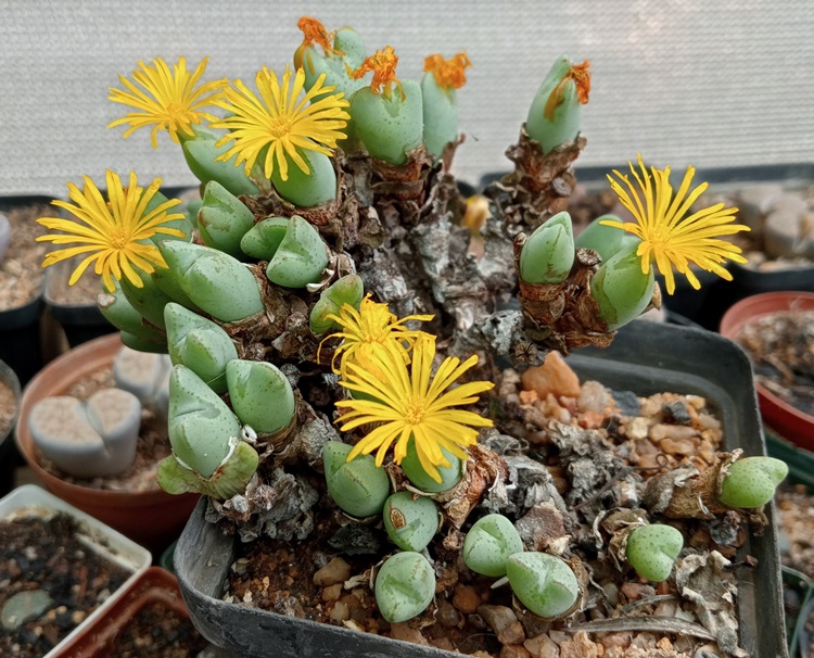 conophytum bilobum gracistylum.jpg