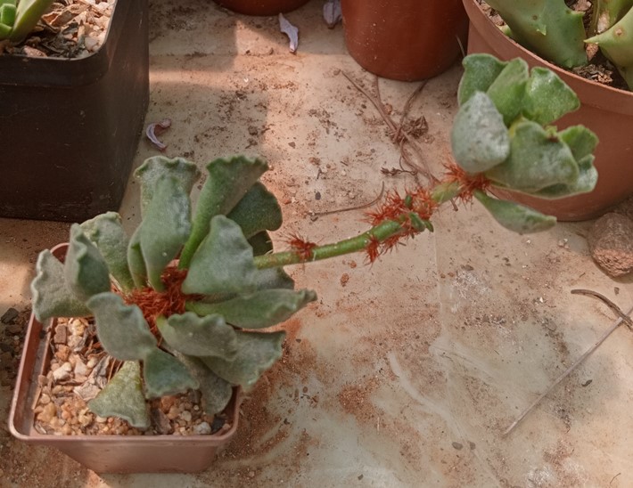 Adromischus cristatus.jpg