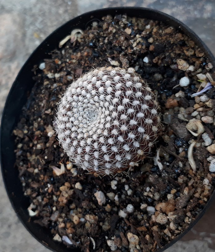 Rebutia .jpg
