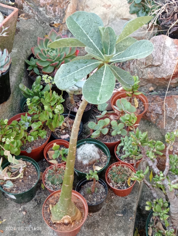 Adenium after surgery.jpg