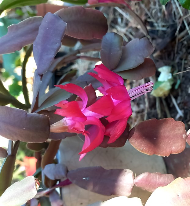 christmas cactus.jpg