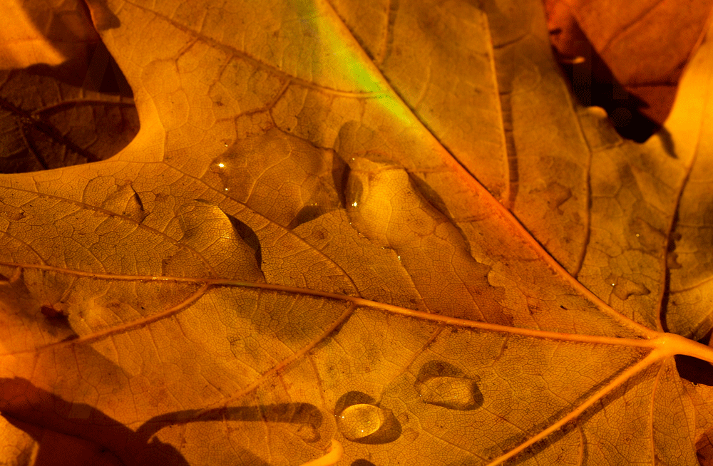 13_GIF_Leaf Light Play.gif