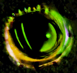 GIF_Green Eye_Large.gif