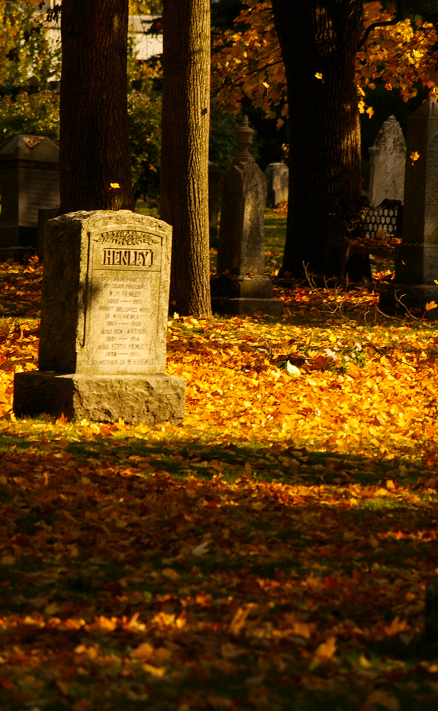 02_GIF_Falling Leaves.gif