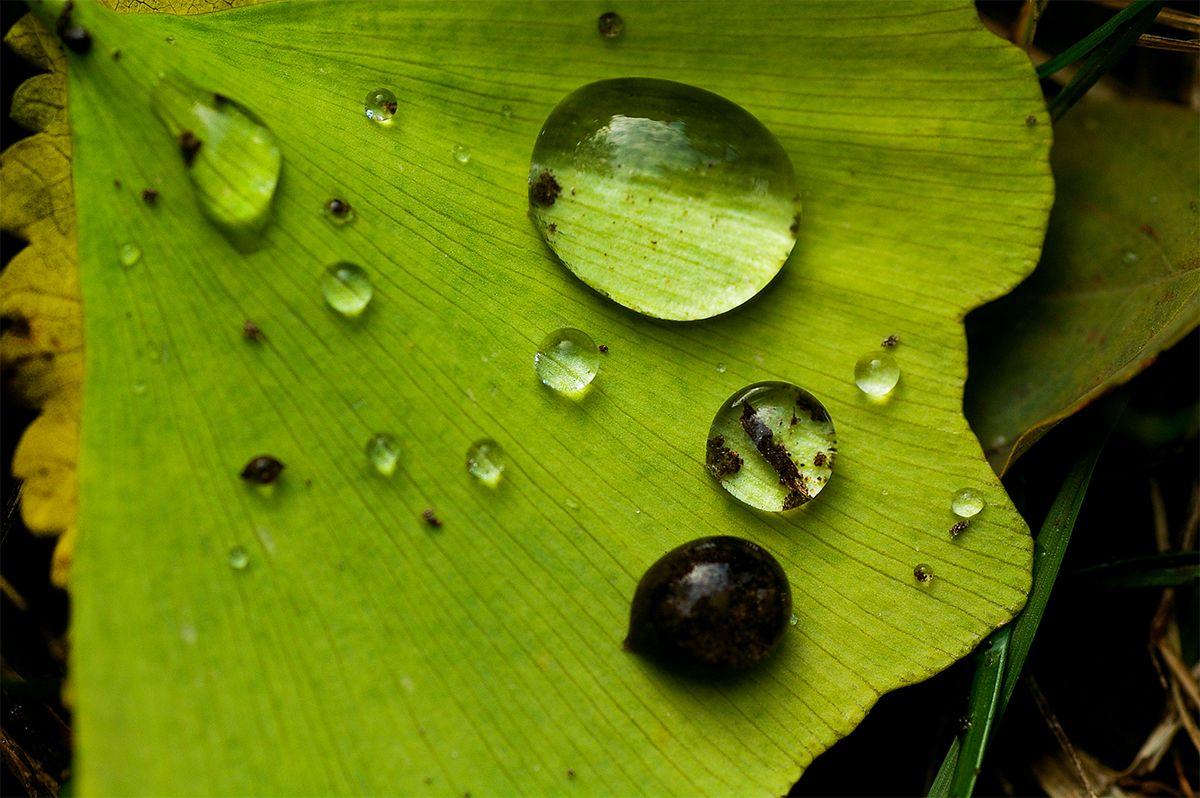 05_Drops.jpg