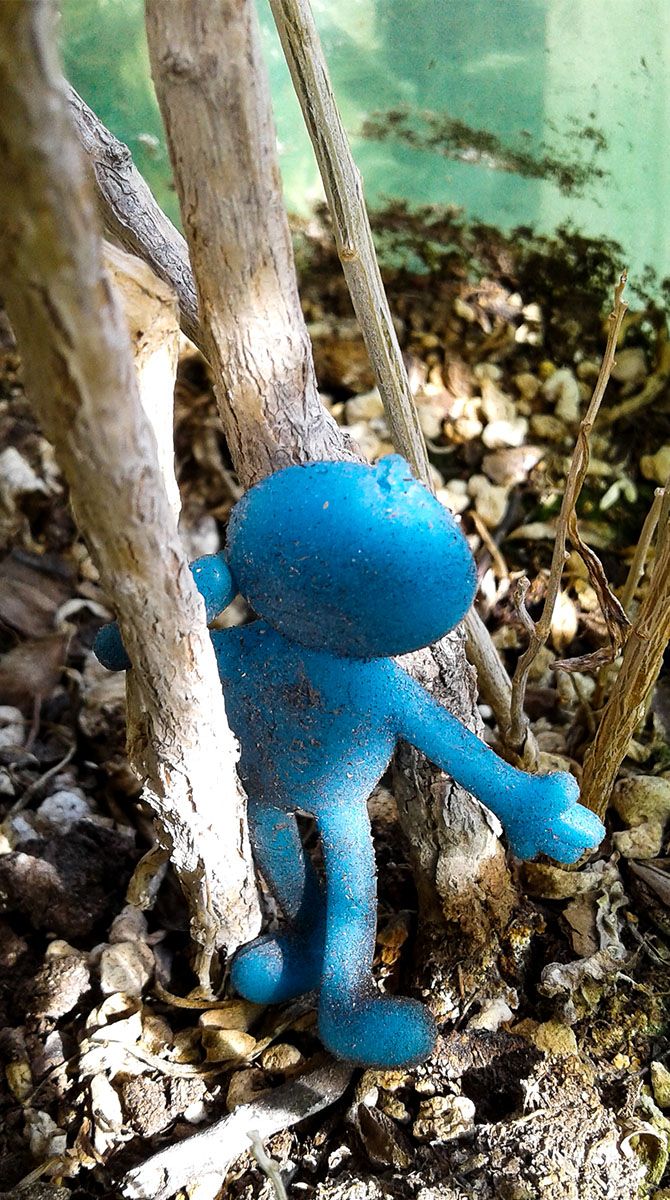 05_Blue_Goji.jpg