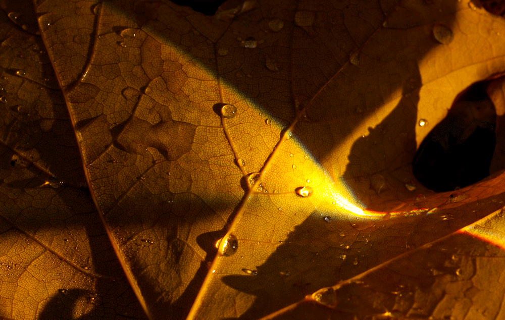 12_GIF_Golden Beam.gif