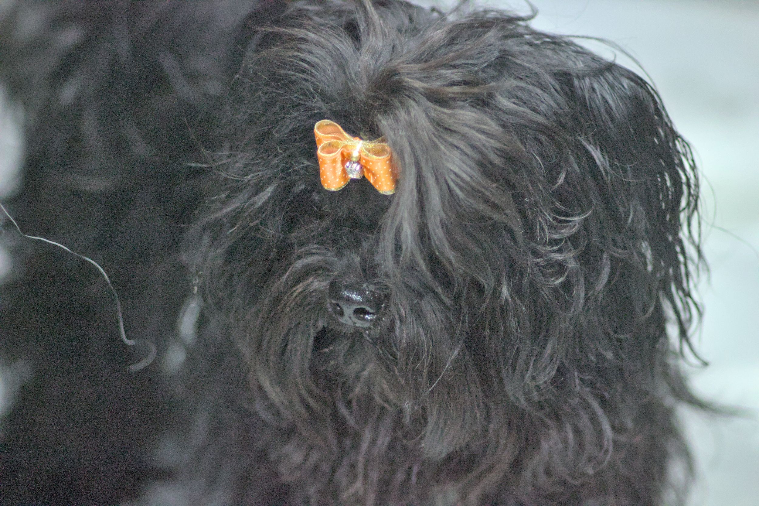 Näyttelykuvia-Muffin__MG_3598.jpg