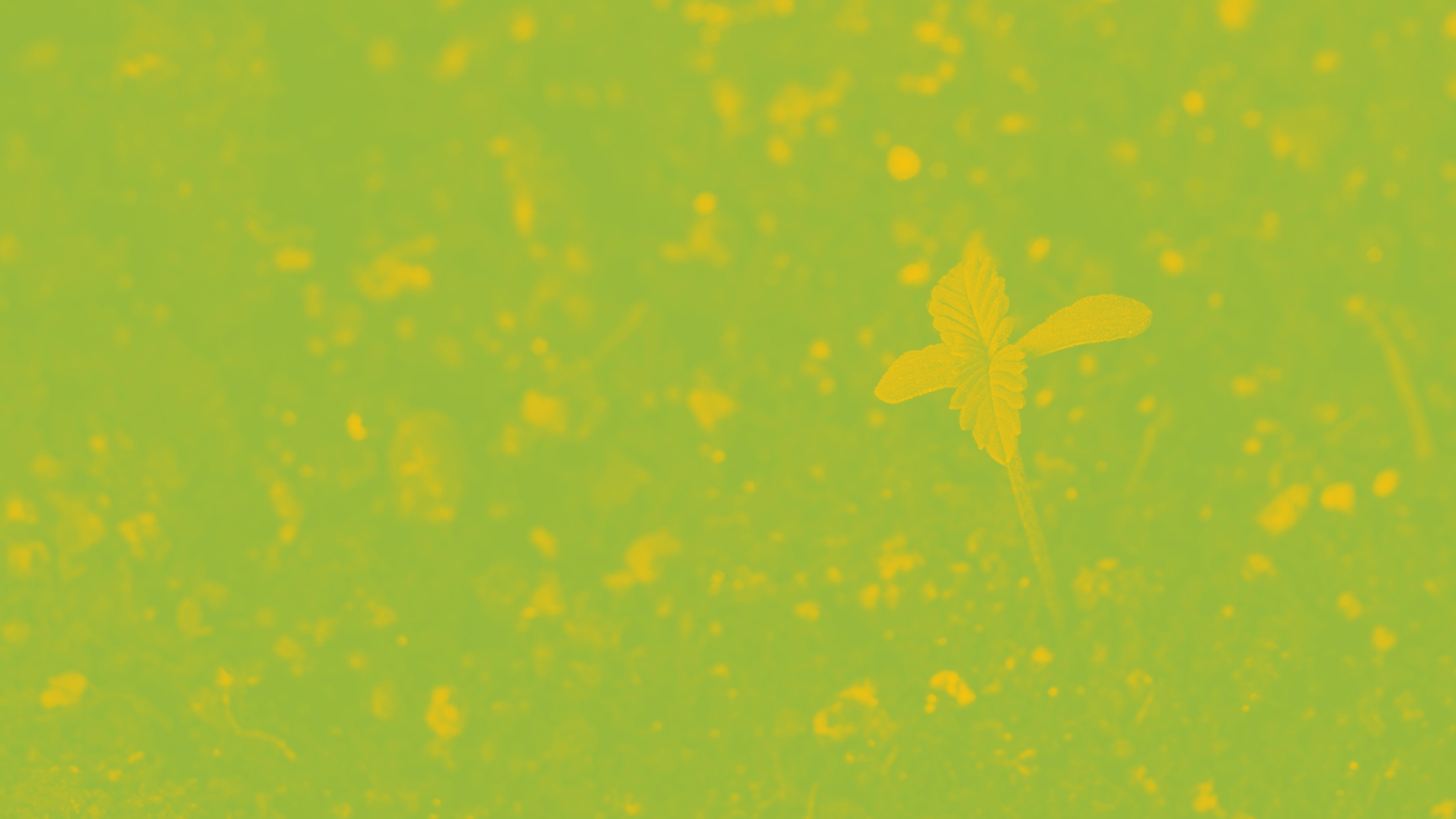 Minimalist Style Earn Money From Home Blog Banner.png