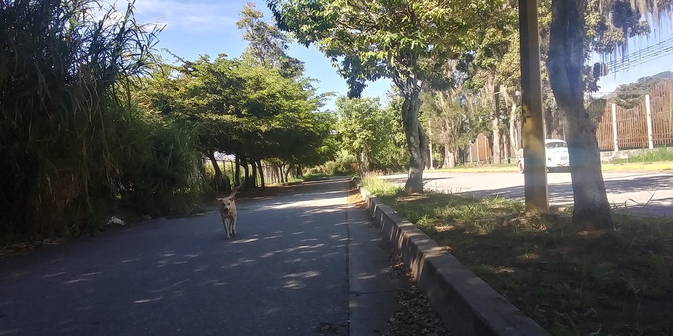 manga de coleo cuatro.jpg