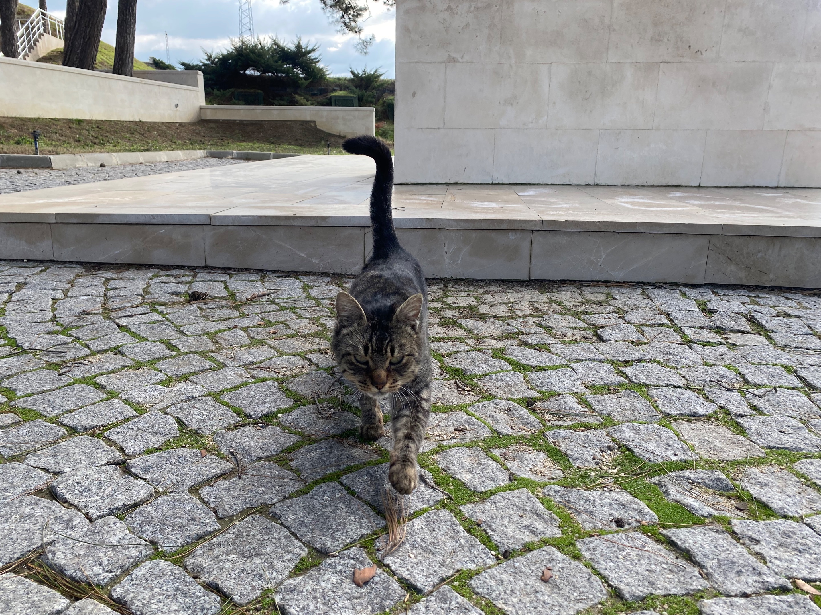 IMG_3374.jpeg