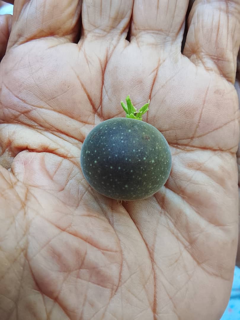 Imagen de WhatsApp 2025-10-31 a las 16.29.32_6e3567ce.jpg