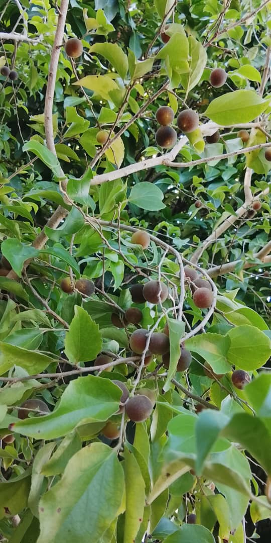 Imagen de WhatsApp 2025-10-29 a las 21.39.25_b13023f0.jpg