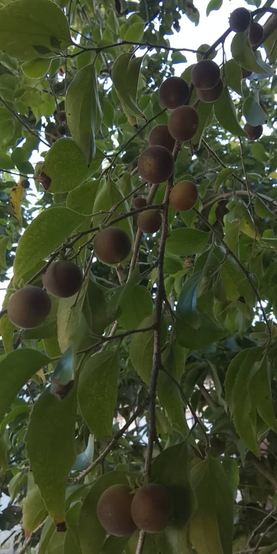 Imagen de WhatsApp 2025-10-29 a las 21.39.24_4eb81255.jpg