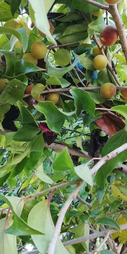 Imagen de WhatsApp 2025-10-29 a las 21.39.26_0e250f4d.jpg